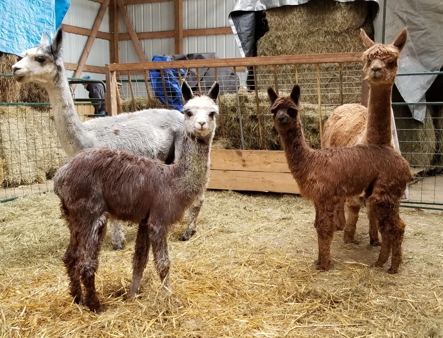 R K Ranch Suri Alpacas | Chetek WI