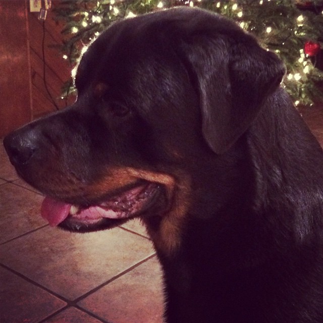 Rottie Ranch