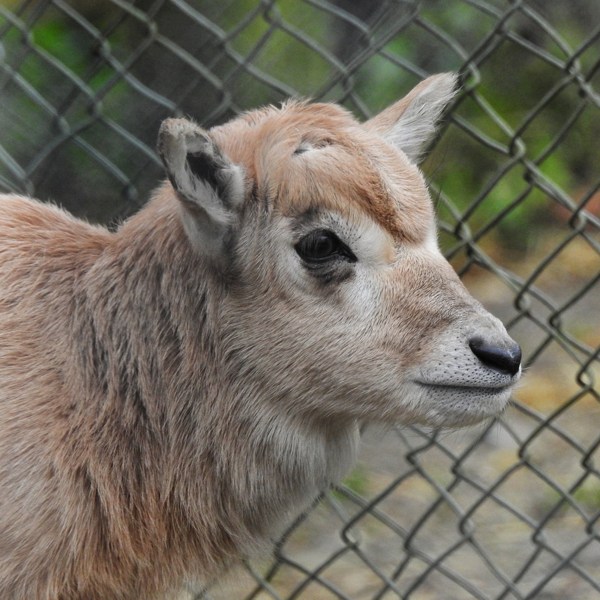 Baby addax born! 😍 We’re pleased... - Africa Alive Reserve | Facebook