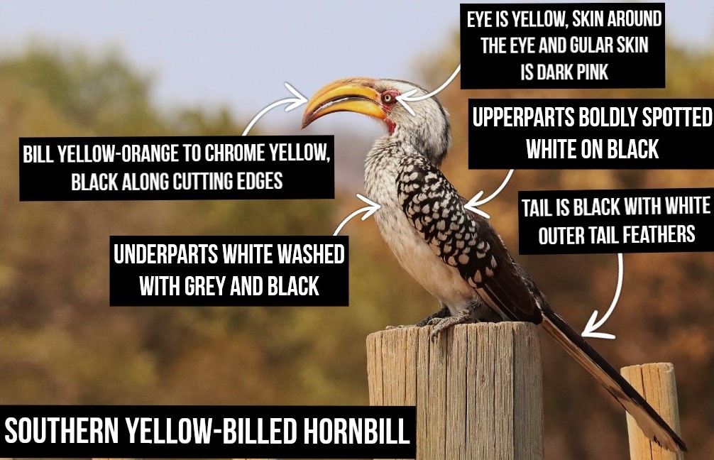 South African Bird ID