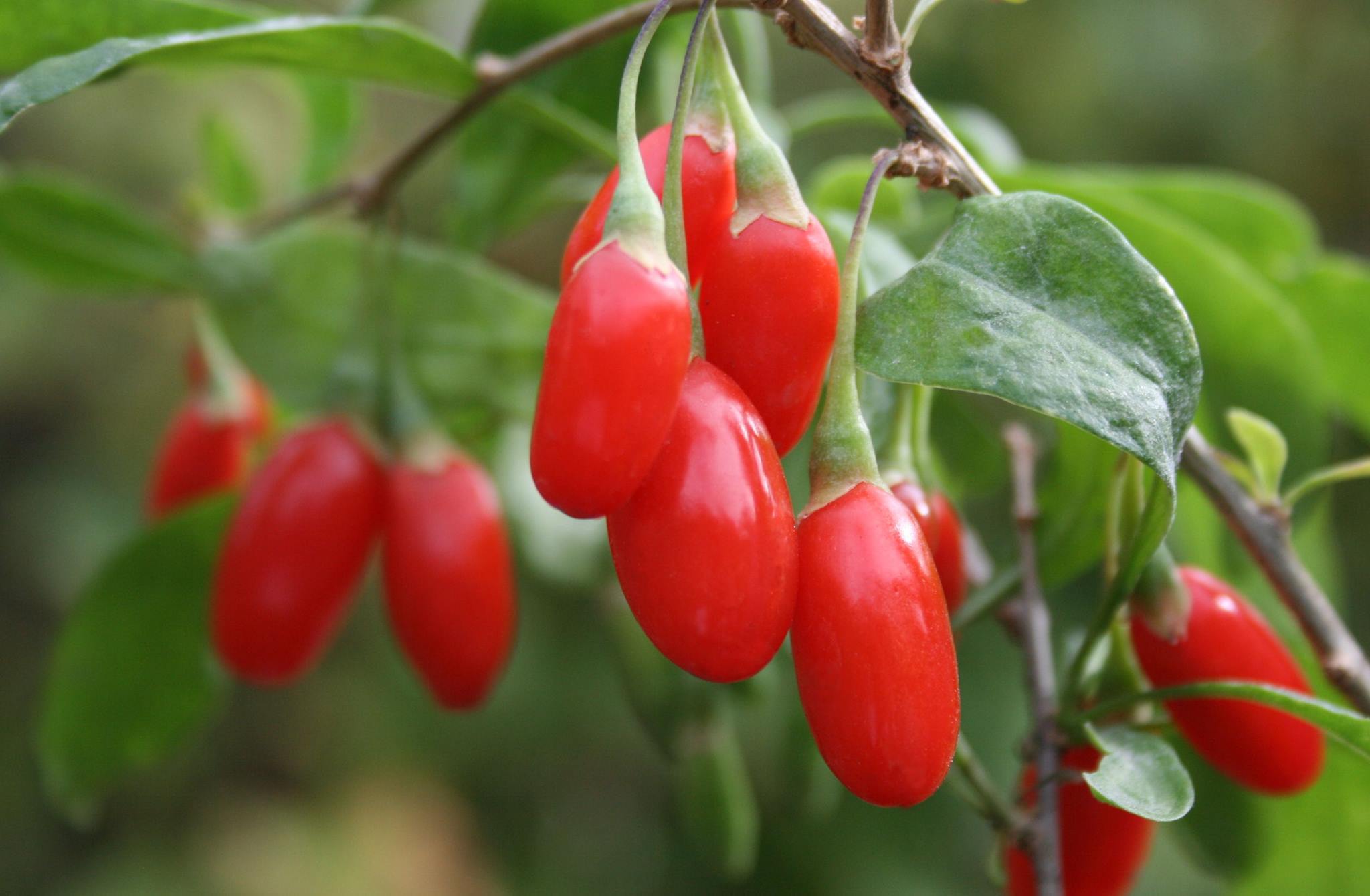 Goji Fruct | Dolhasca