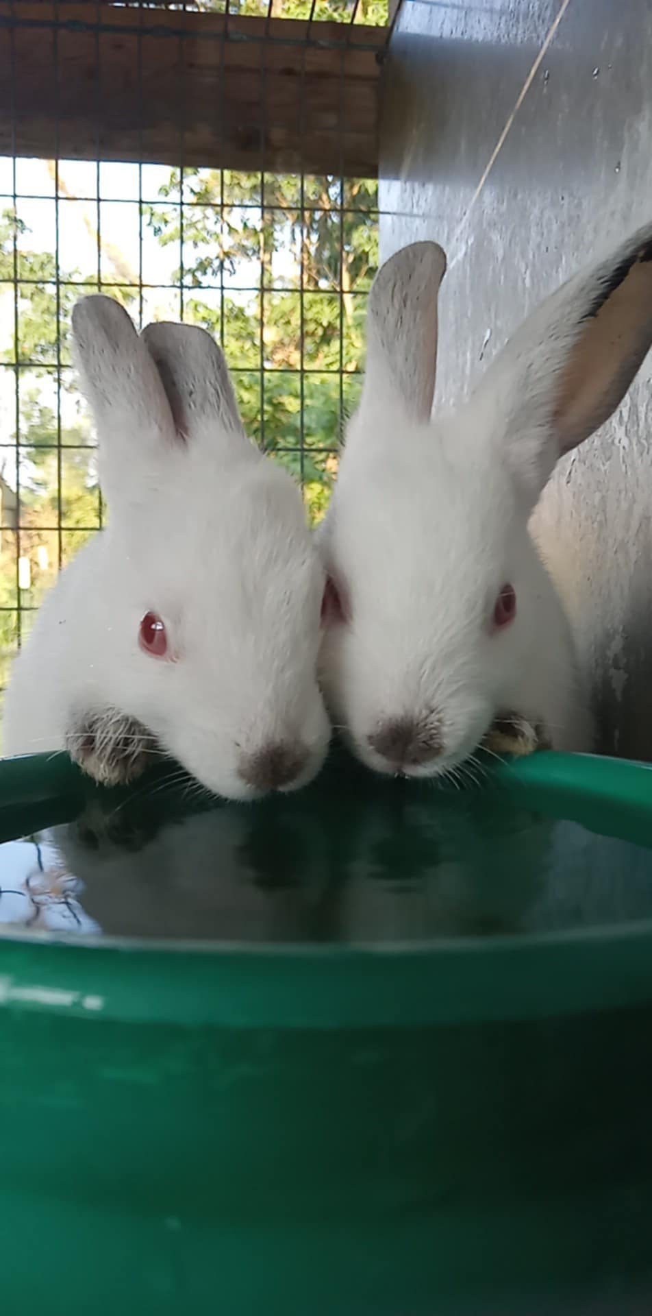 Doug & Daughters Dutch Rabbitry
