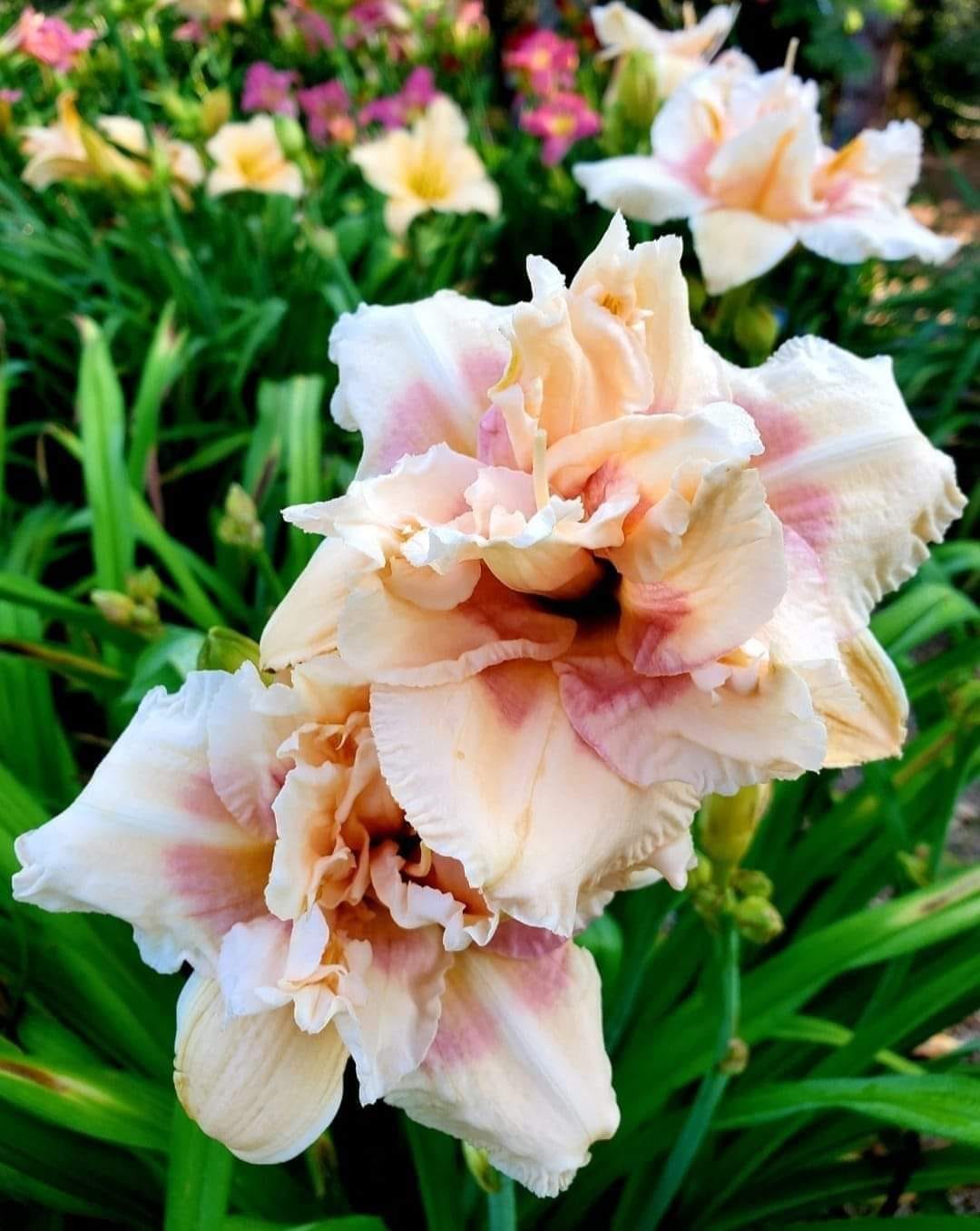 Daylily 'Big Kiss' by Enman Joiner