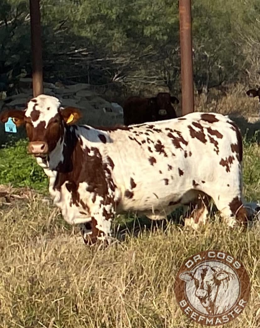 Dr. Coss Beefmaster added a new photo. - Dr. Coss Beefmaster