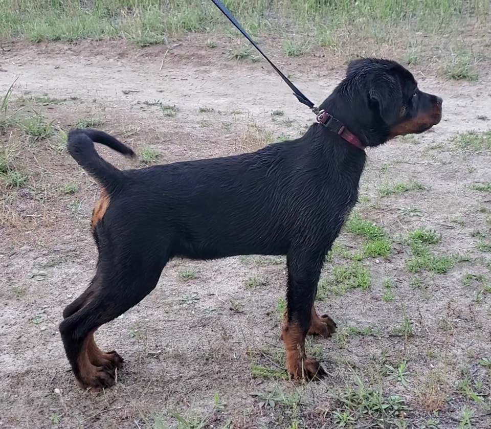 Vom Schwarzen Donner Rottweilers