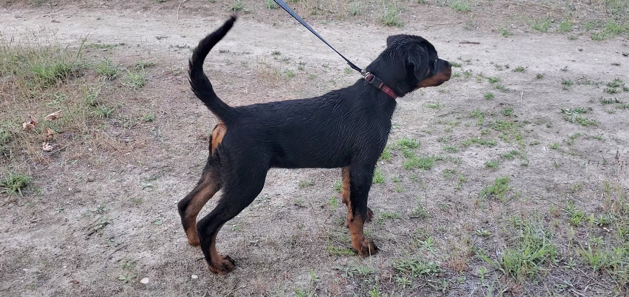 Vom Schwarzen Donner Rottweilers