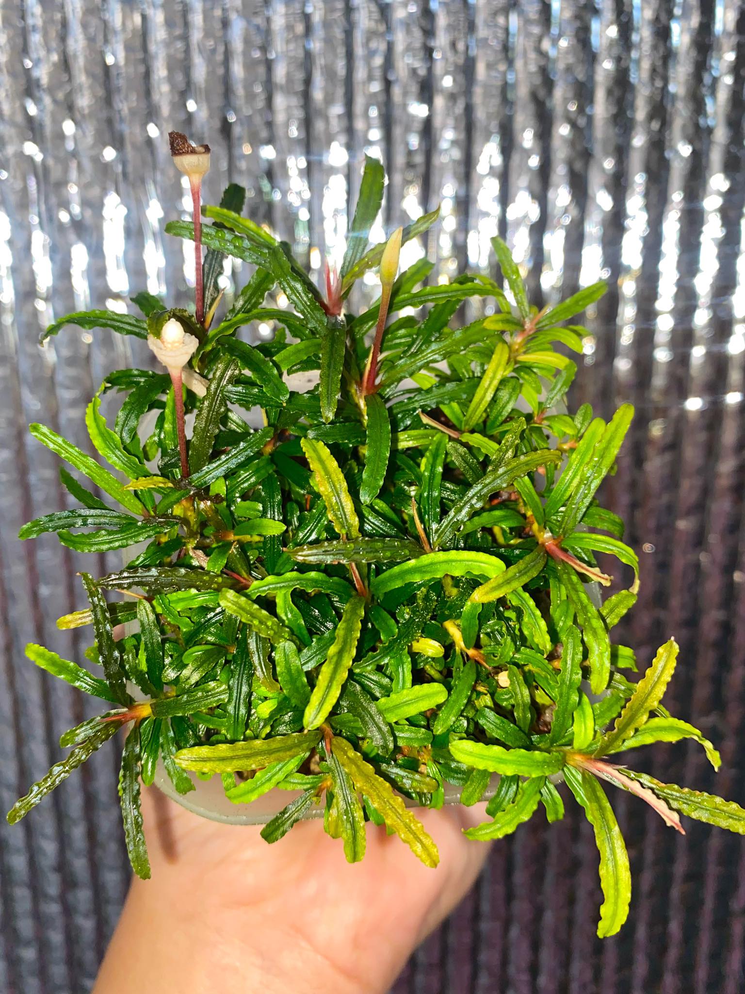 Bucephalandra sp. Deep Purple Optimum condition submersed Deep