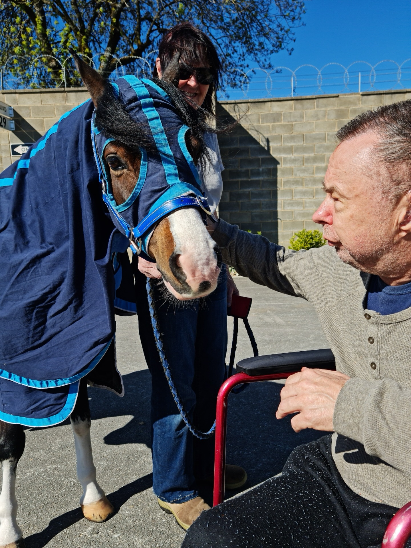 🐴 The Adelaide Show is... - Integrated Clinical Support | Facebook
