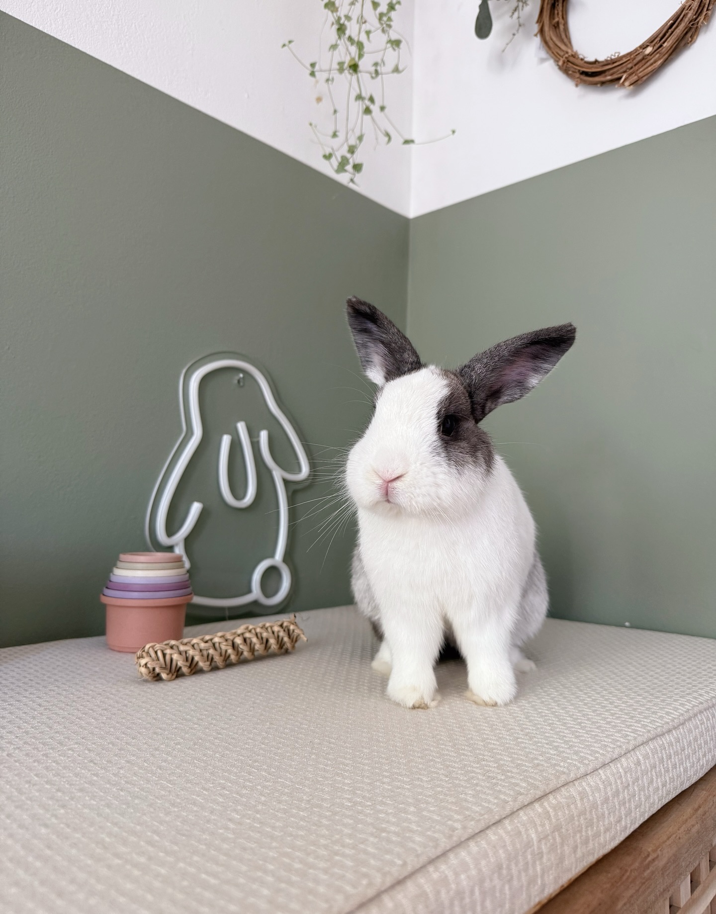 Ronnietheminilop - Hoppy Gotcha Day Willow 🐰 2 years since you joined ...
