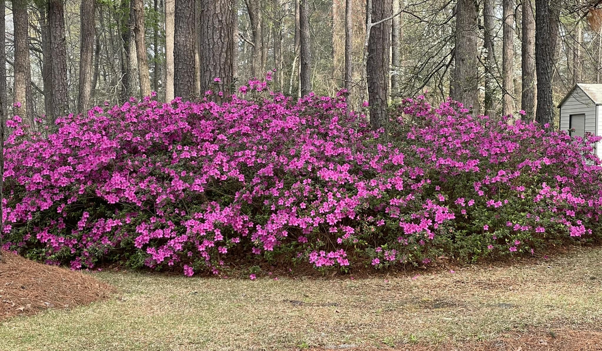 We're hours away from Augusta National, but the Azaleas are in
