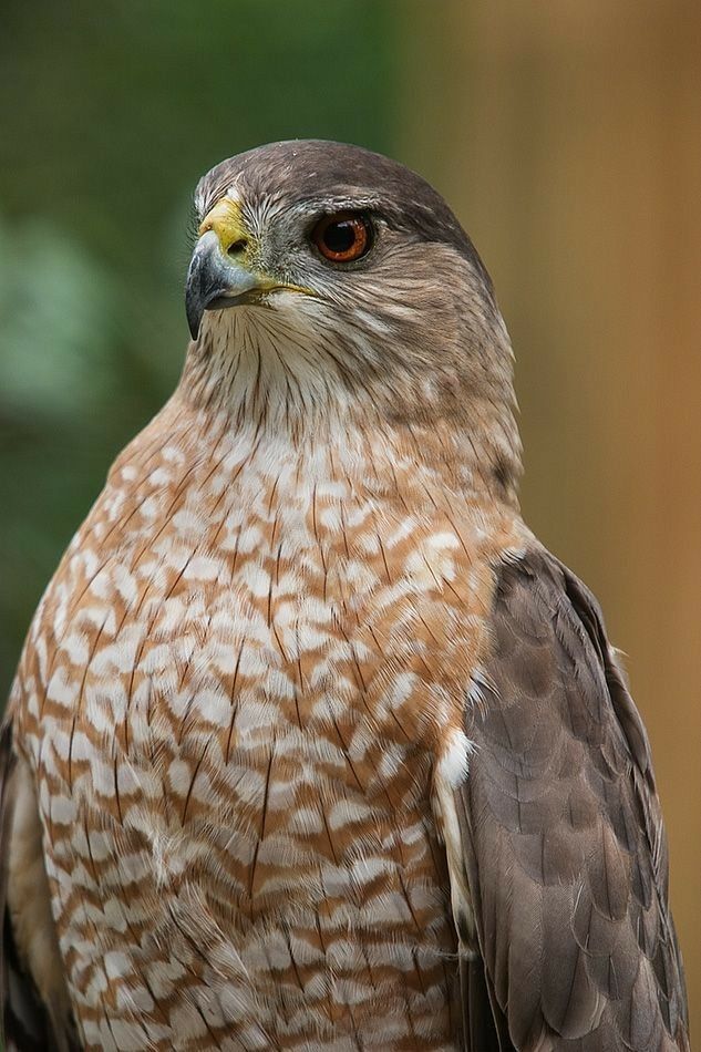 Bird - Great Photography . . #fblifestyle | Facebook
