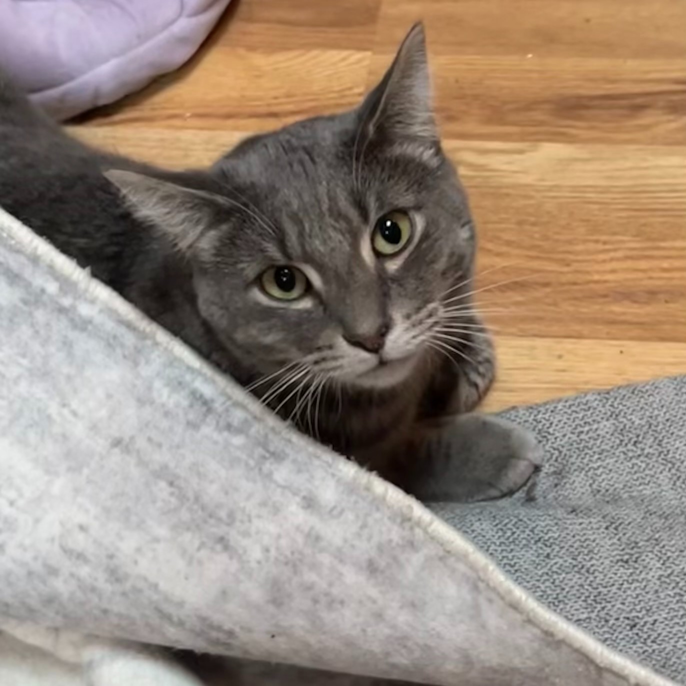 Biscuit - Meet Lars! Lars is a shy boy just looking for a quiet home to ...