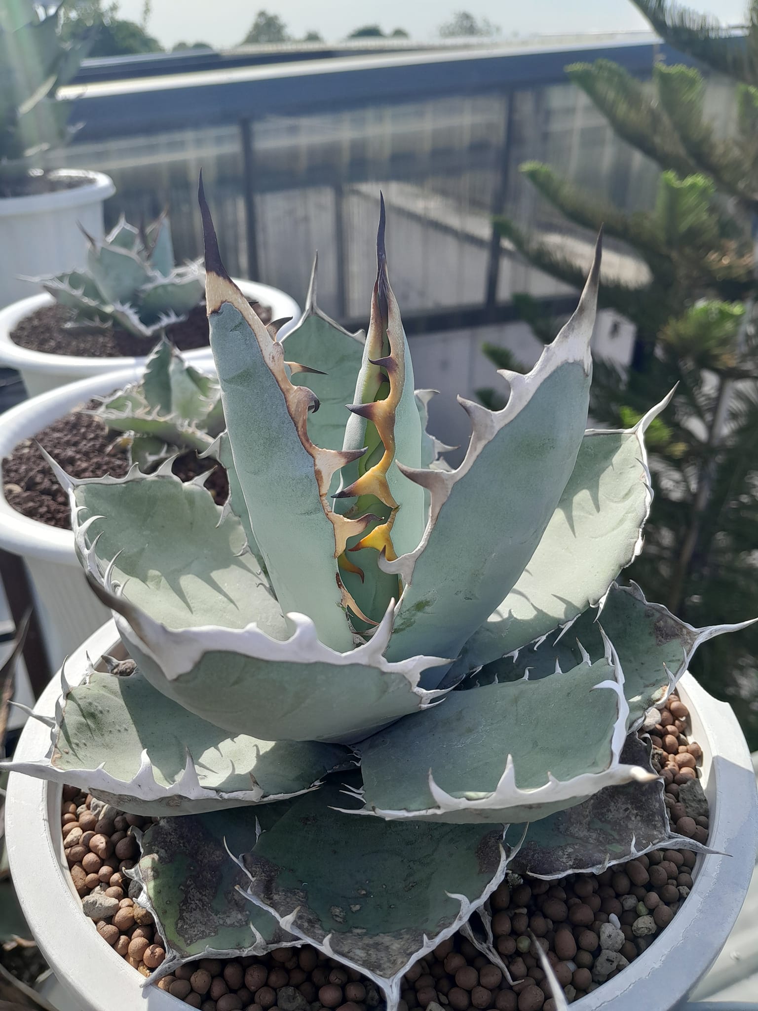 Agave Titanota Blue (seeding)