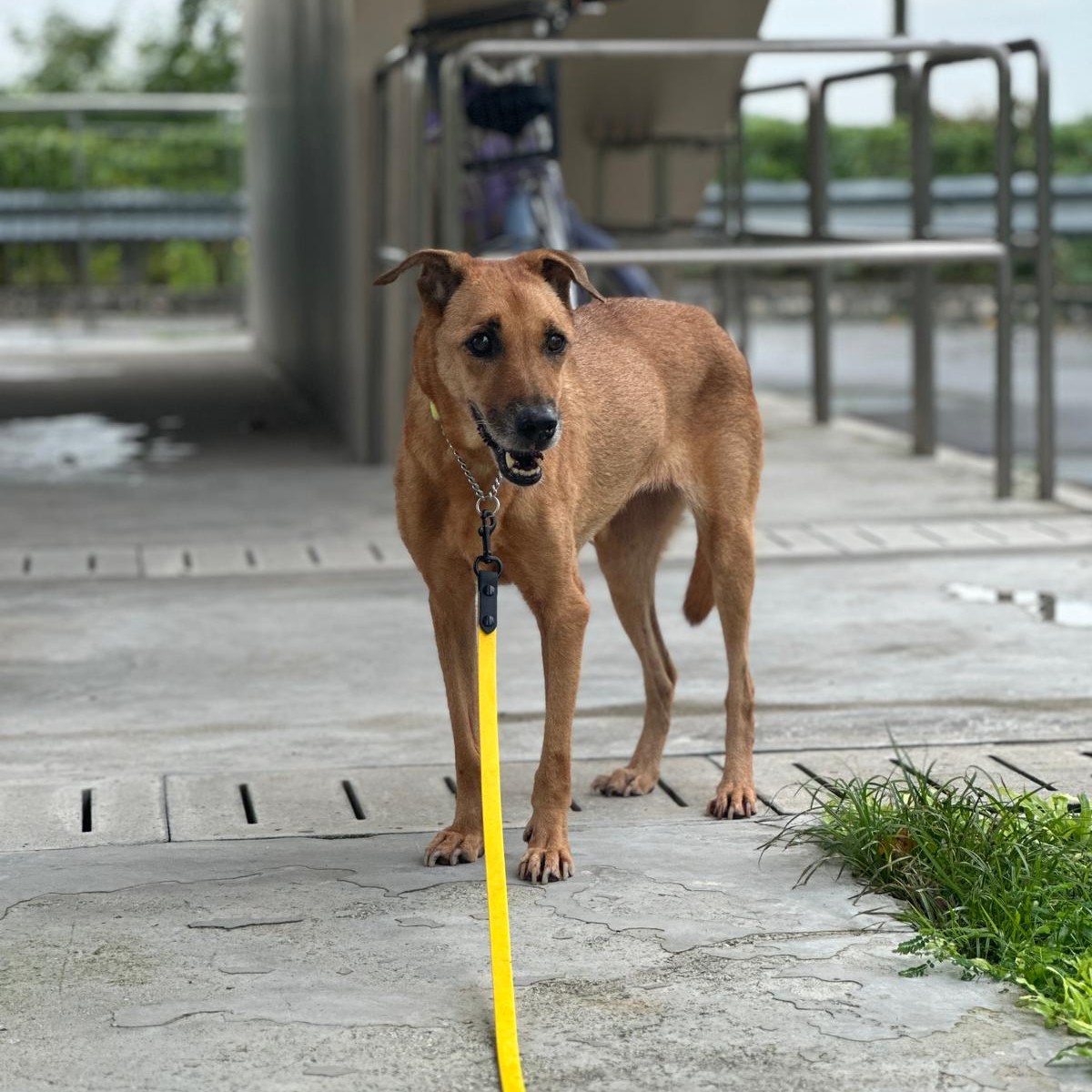 SOSD Singapore - Meet Suri, a HDB-approved 7 year old,...