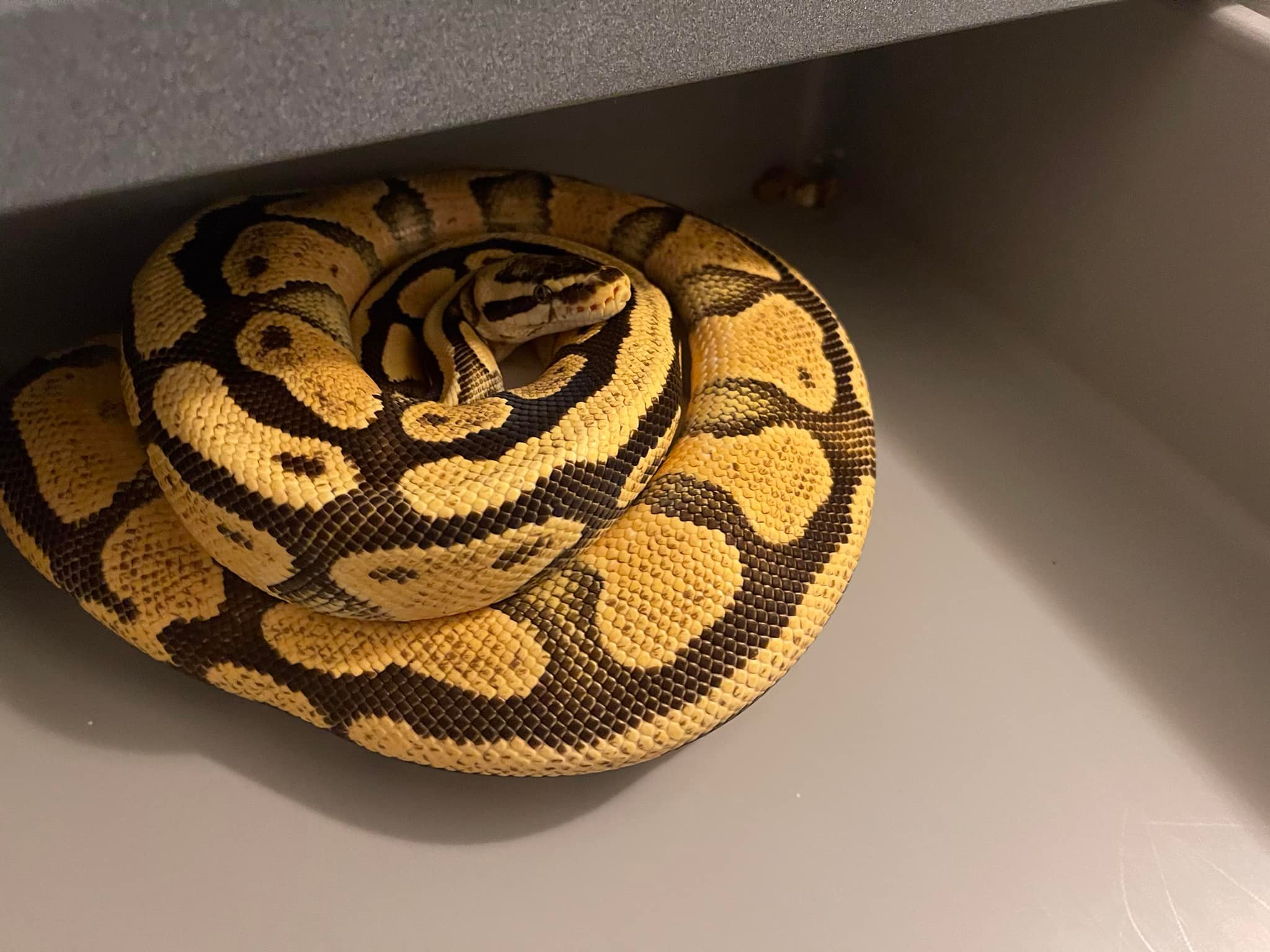 Belgrade Ball Pythons | Smithfield ME