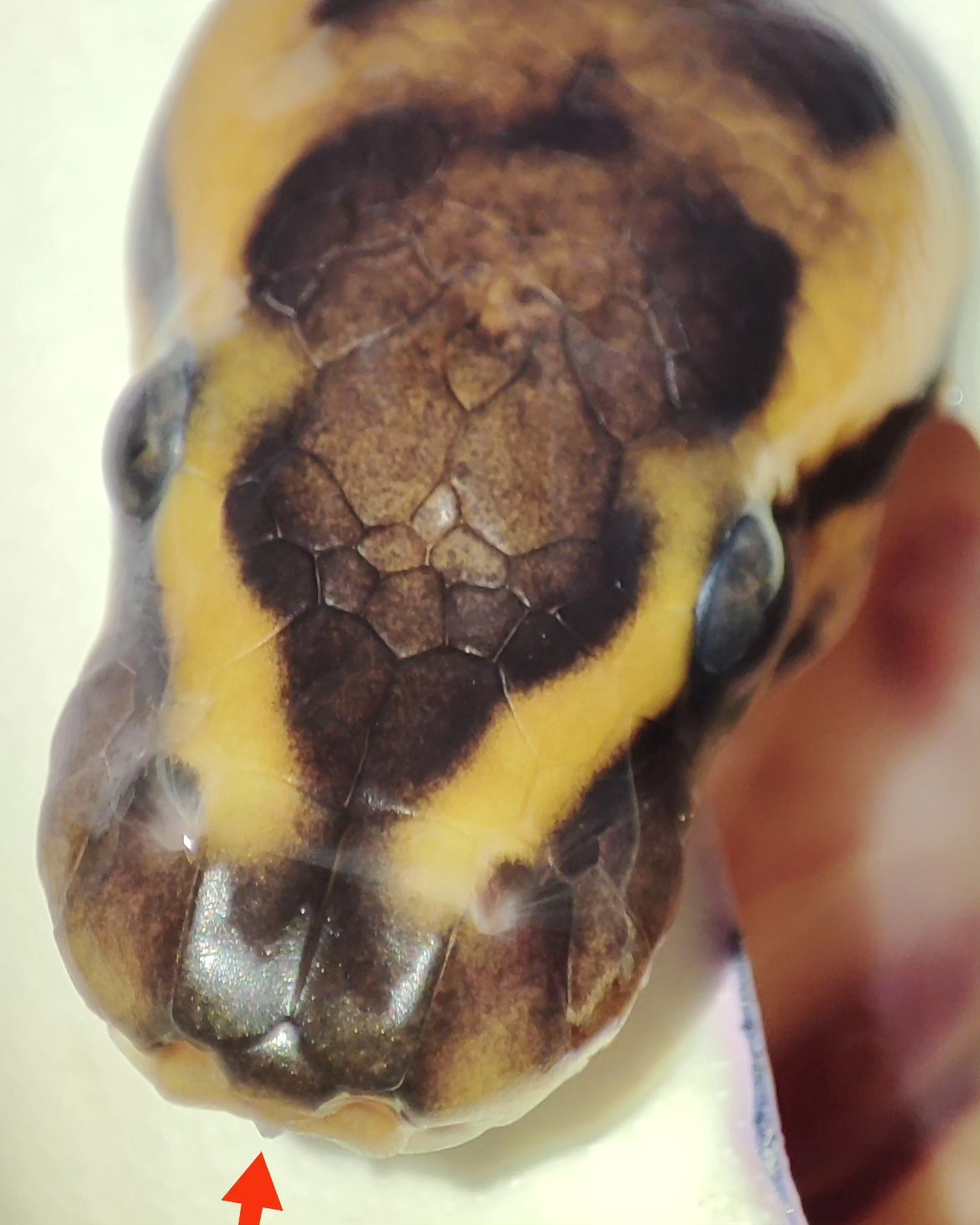 Nutty - We often miss the small details in this hobby of ours. We dont ...