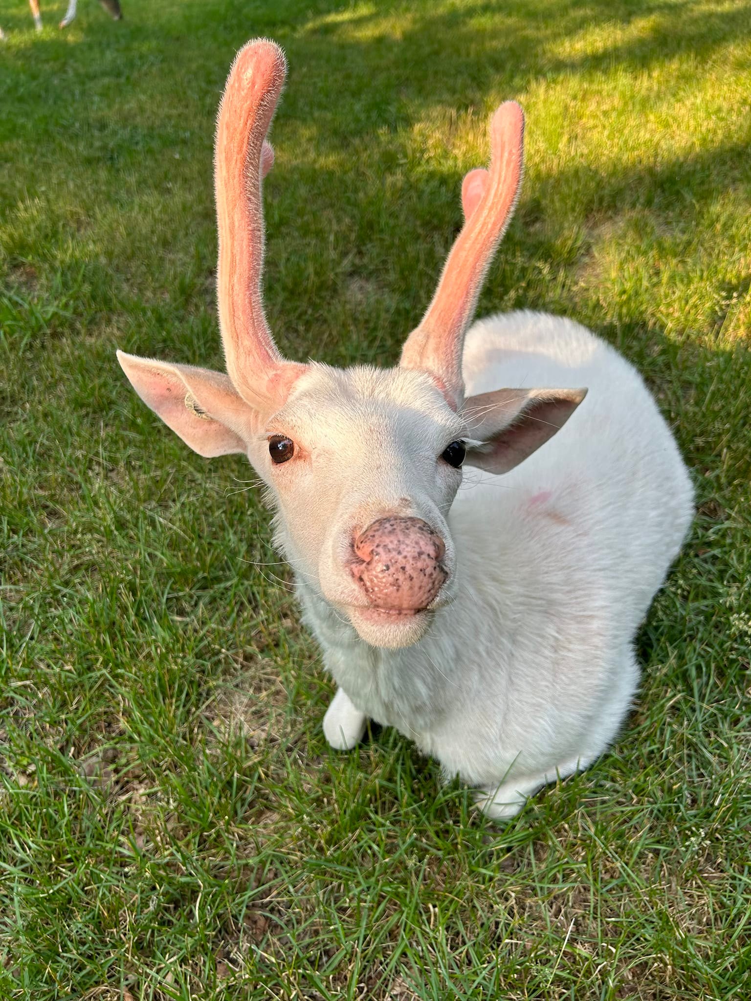 Happy Father's Day from our... - Double Diamond Deer Ranch | Facebook