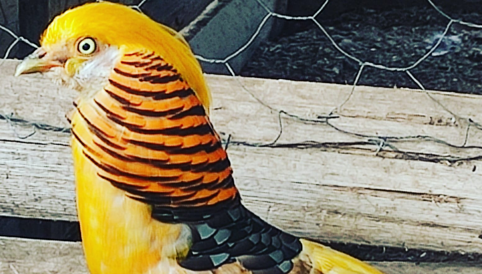 Chácara Novo Horizonte Aves Ornamentais - Marrecos Carolinas e Mandarim ...