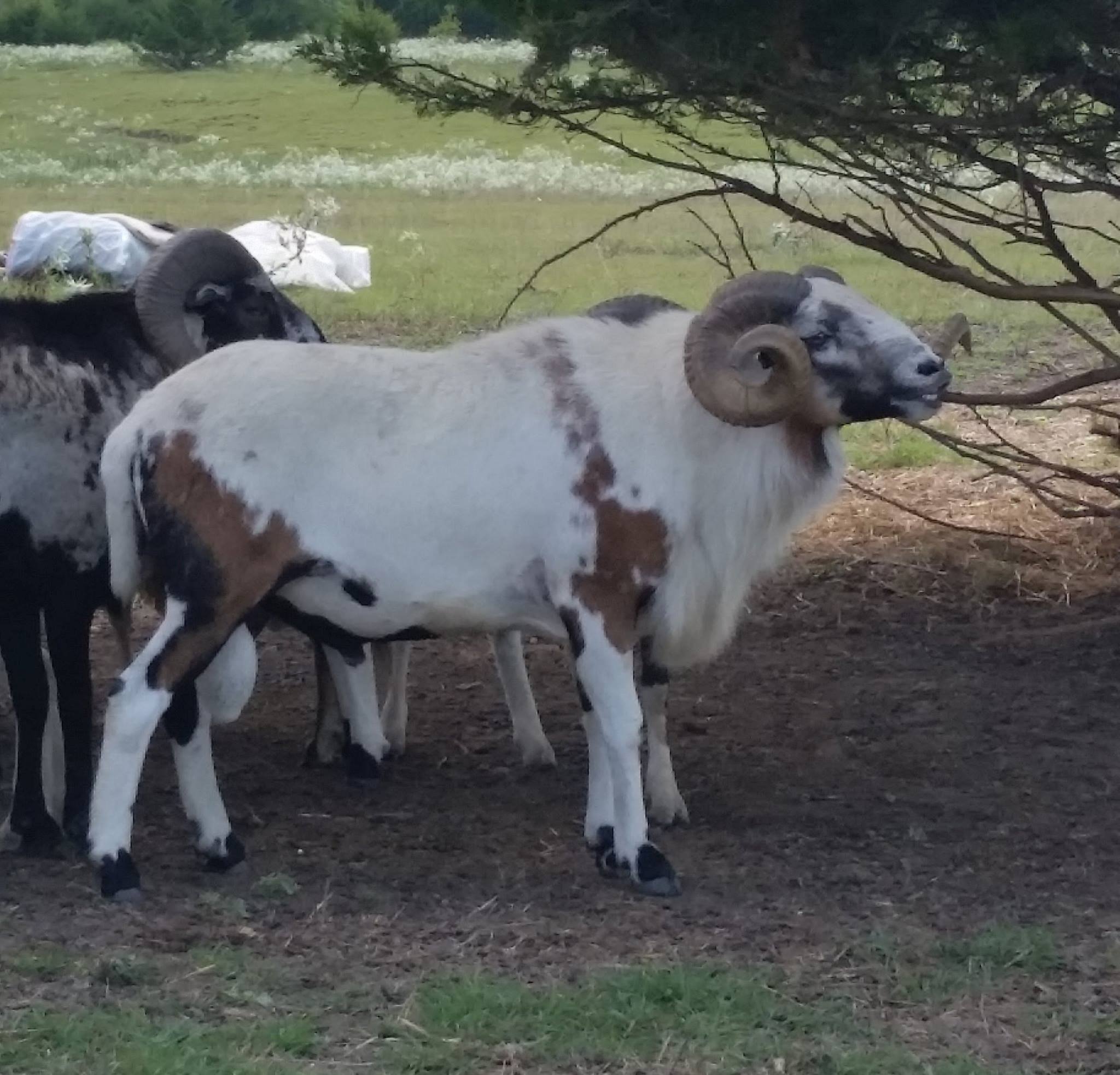 Still Willow Acres Painted Desert Sheep | Blue Ridge TX