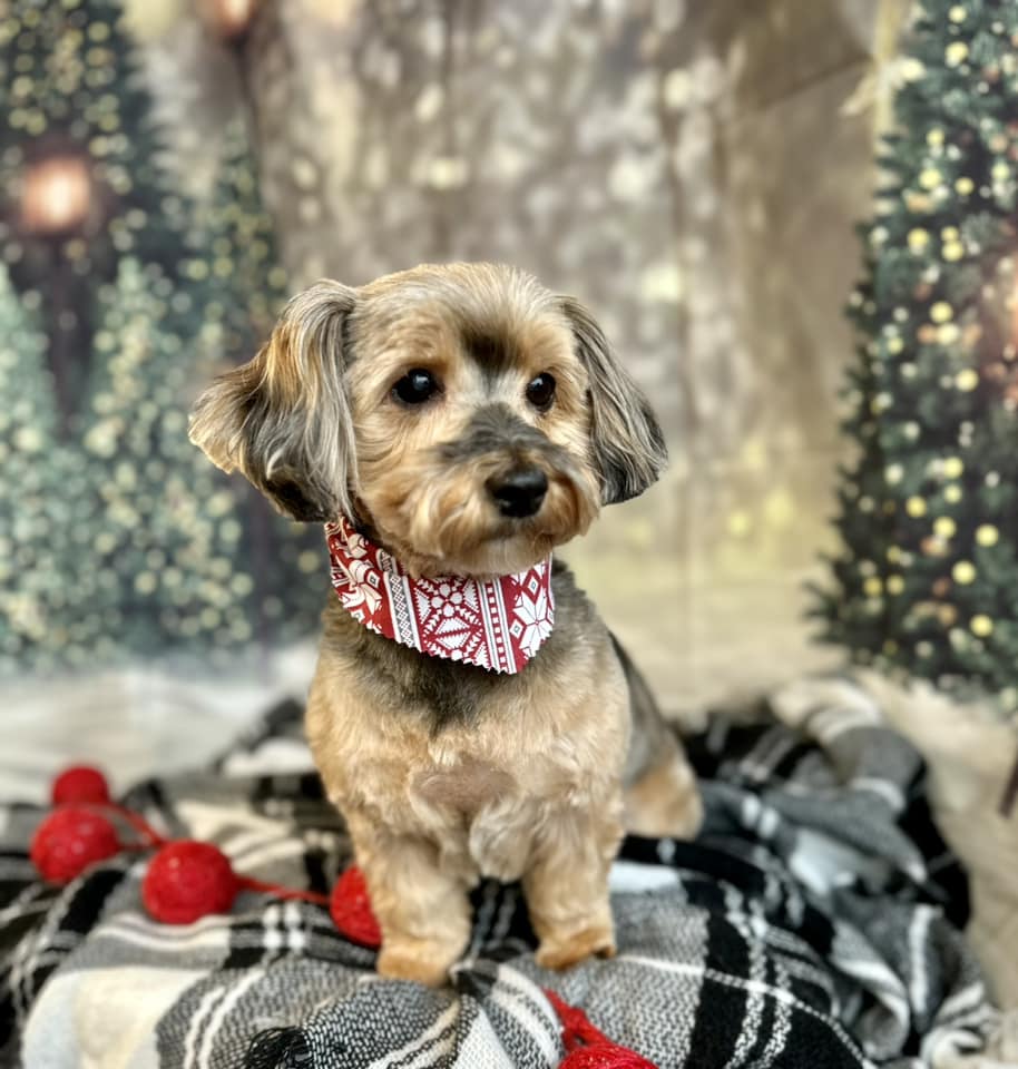 Pearls Pet Parlor | Minot ND