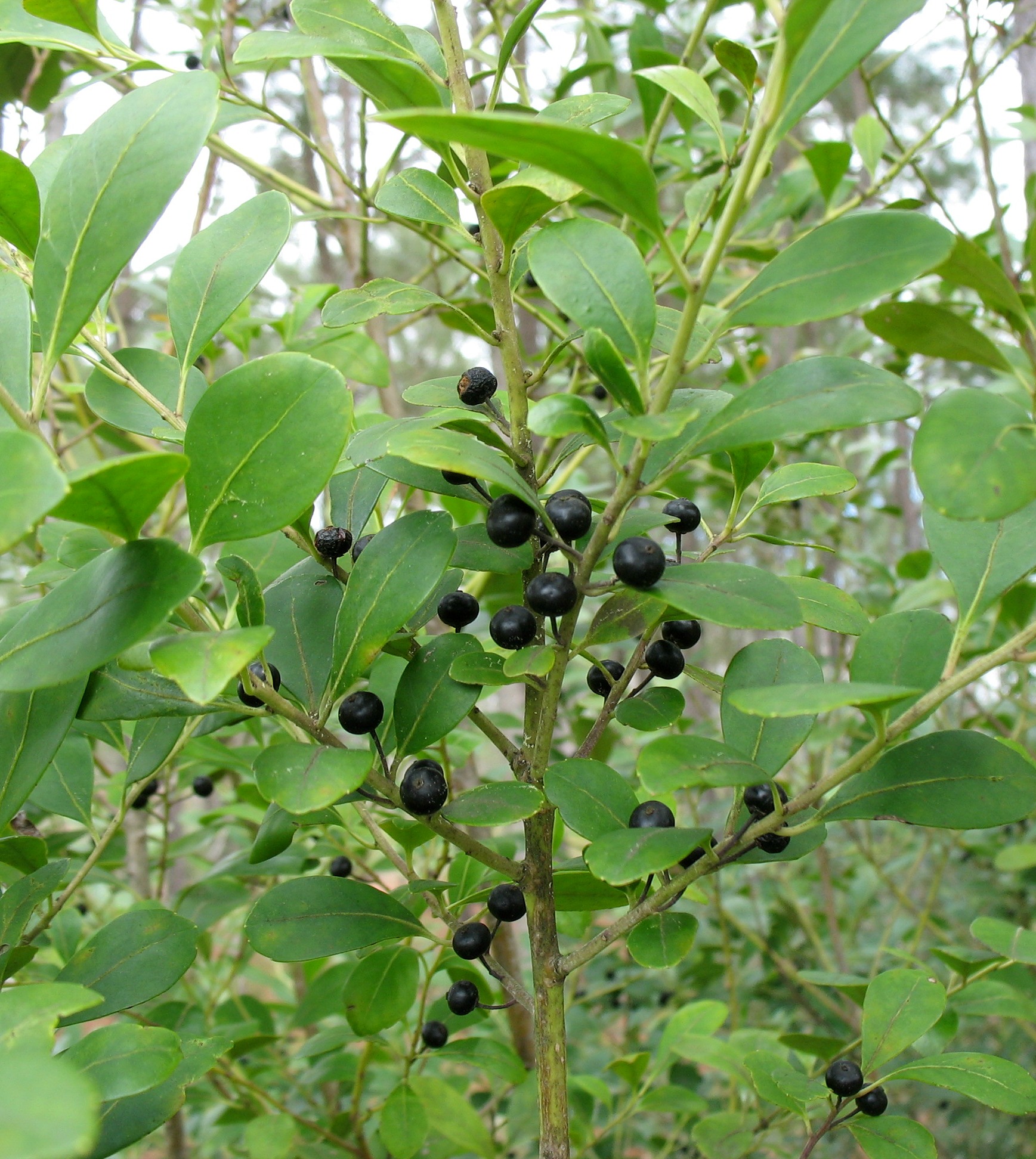 Inkberry (Ilex glabra) is... - Georgia Native Plant Society