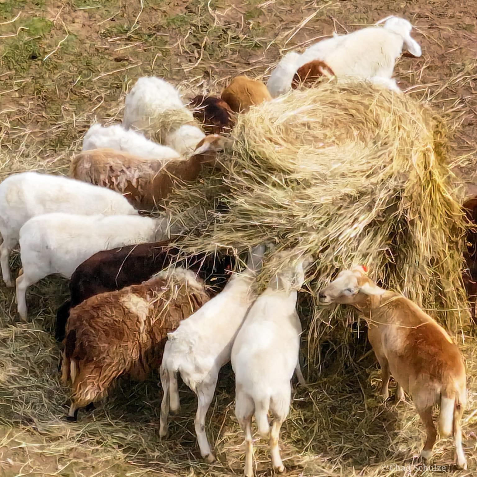Snyder’s Sheep and Goat Farm | Everett PA