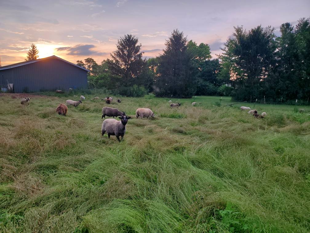 Fleece & Feather Farm, LLC... - Fleece & Feather Farm, LLC