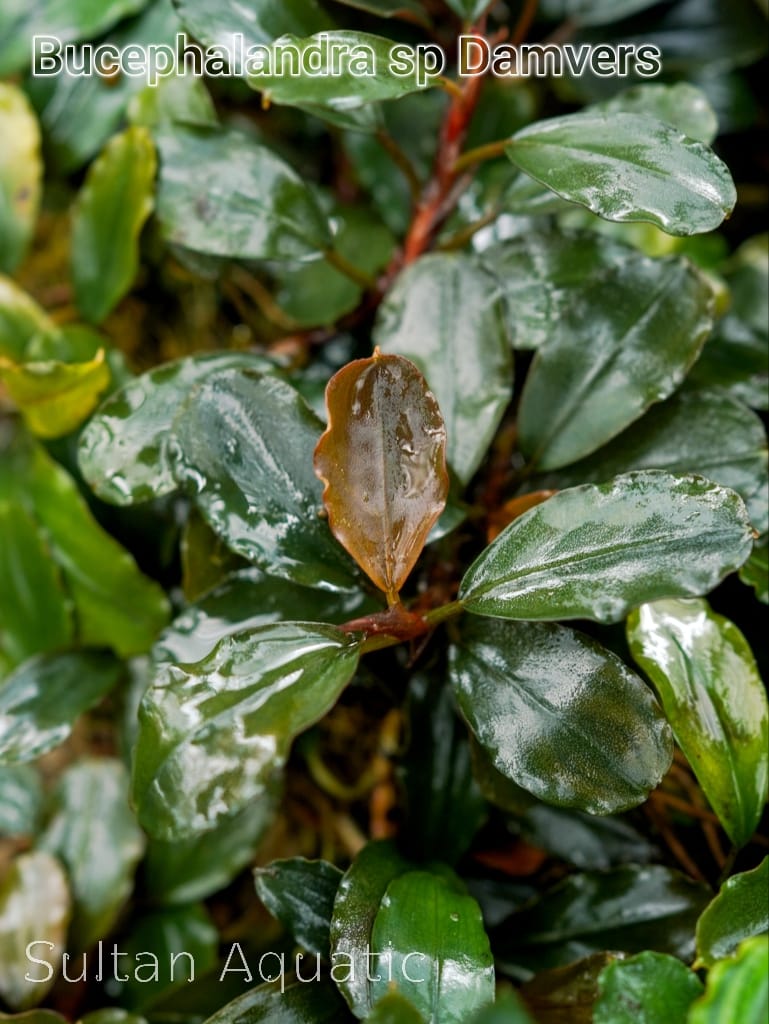 Bucephalandra kishii, also known under the trade name B. 