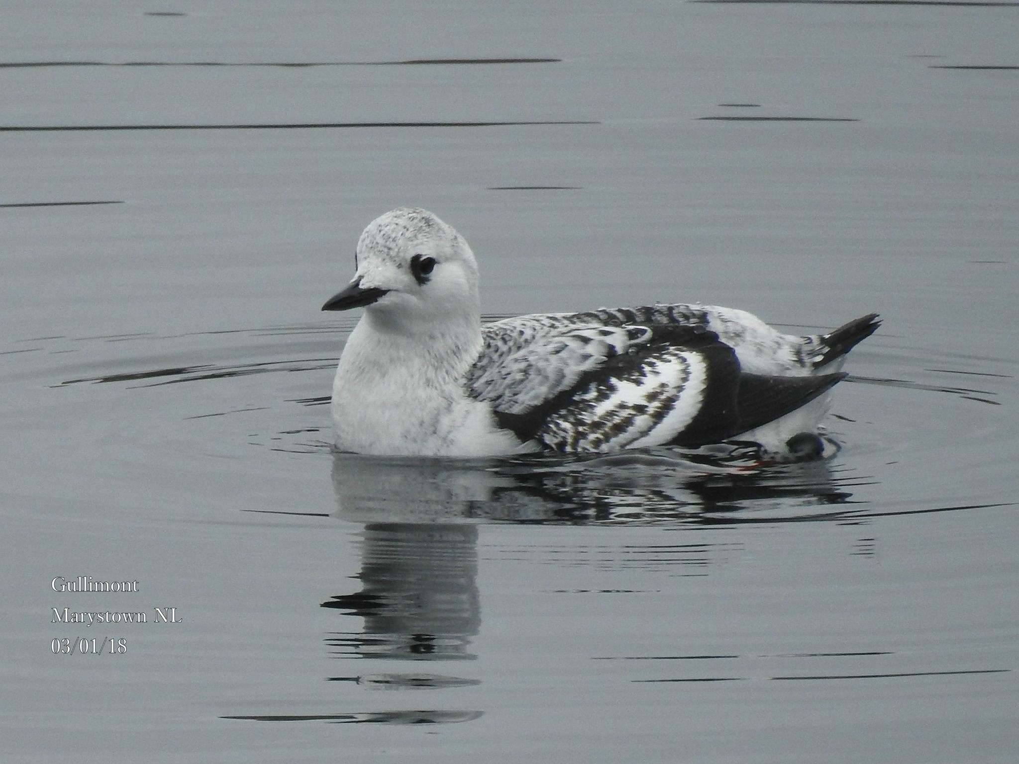 2018 3/12. Hokkaido Japan. Nikon P900