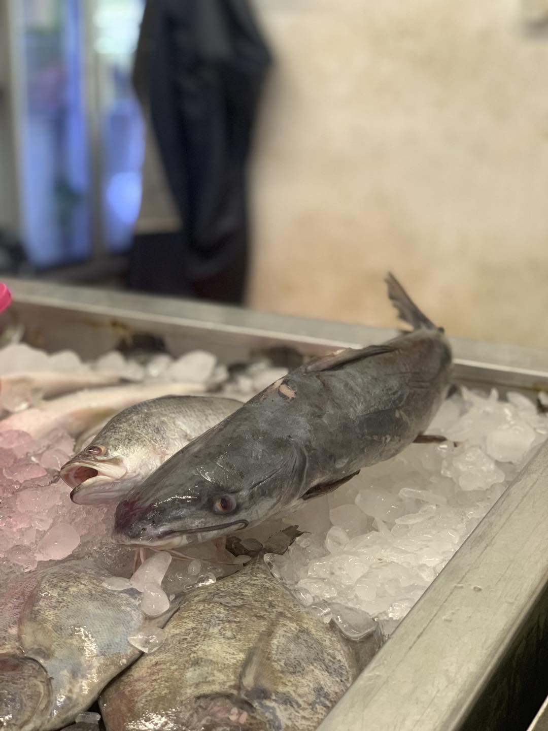 PP Grocer - Mai mai sapa cari ikan plotan🤭 sedap weh buat... | Facebook