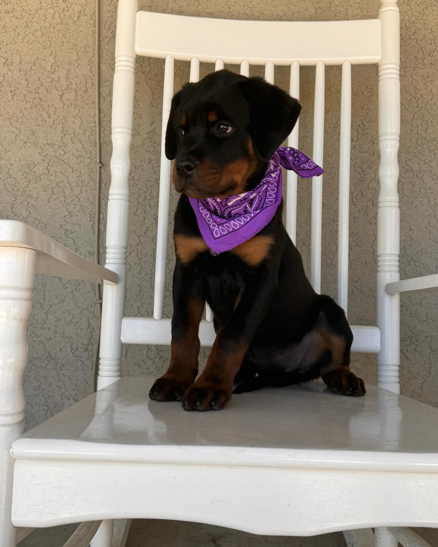 Von Der Hause Roush Rottweilers | Yucaipa CA