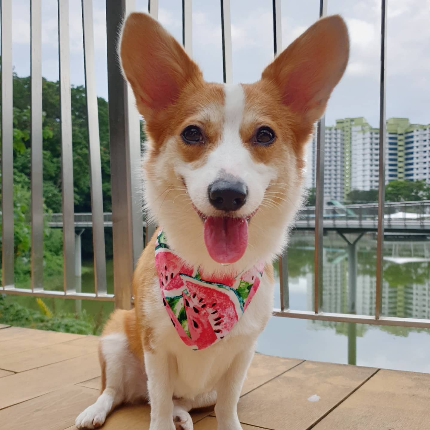 Happy TOT😛 Show me your tongue ⬇️... - Shadow the Corgi