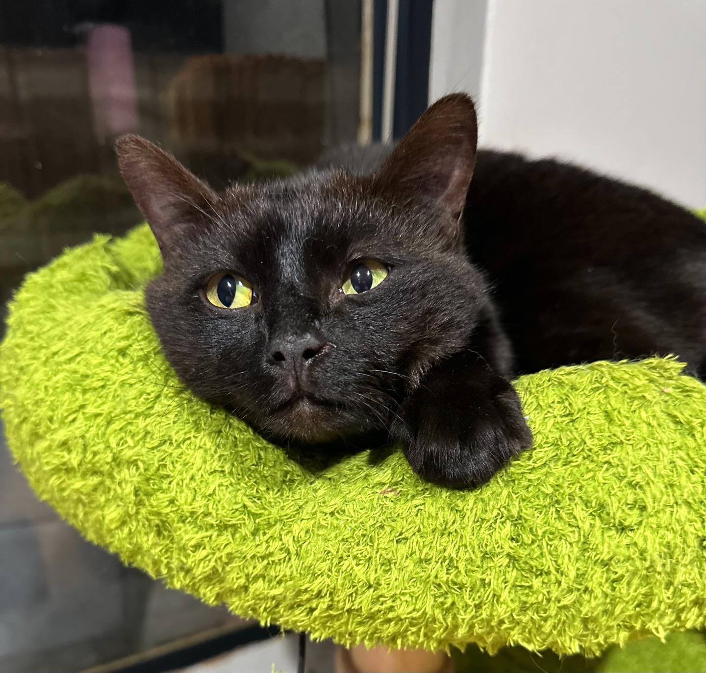 ️ ️ADOPTED ️ ️ 🕶️🎩 MEET RONNIE... - Perth Rescue Angels | Facebook