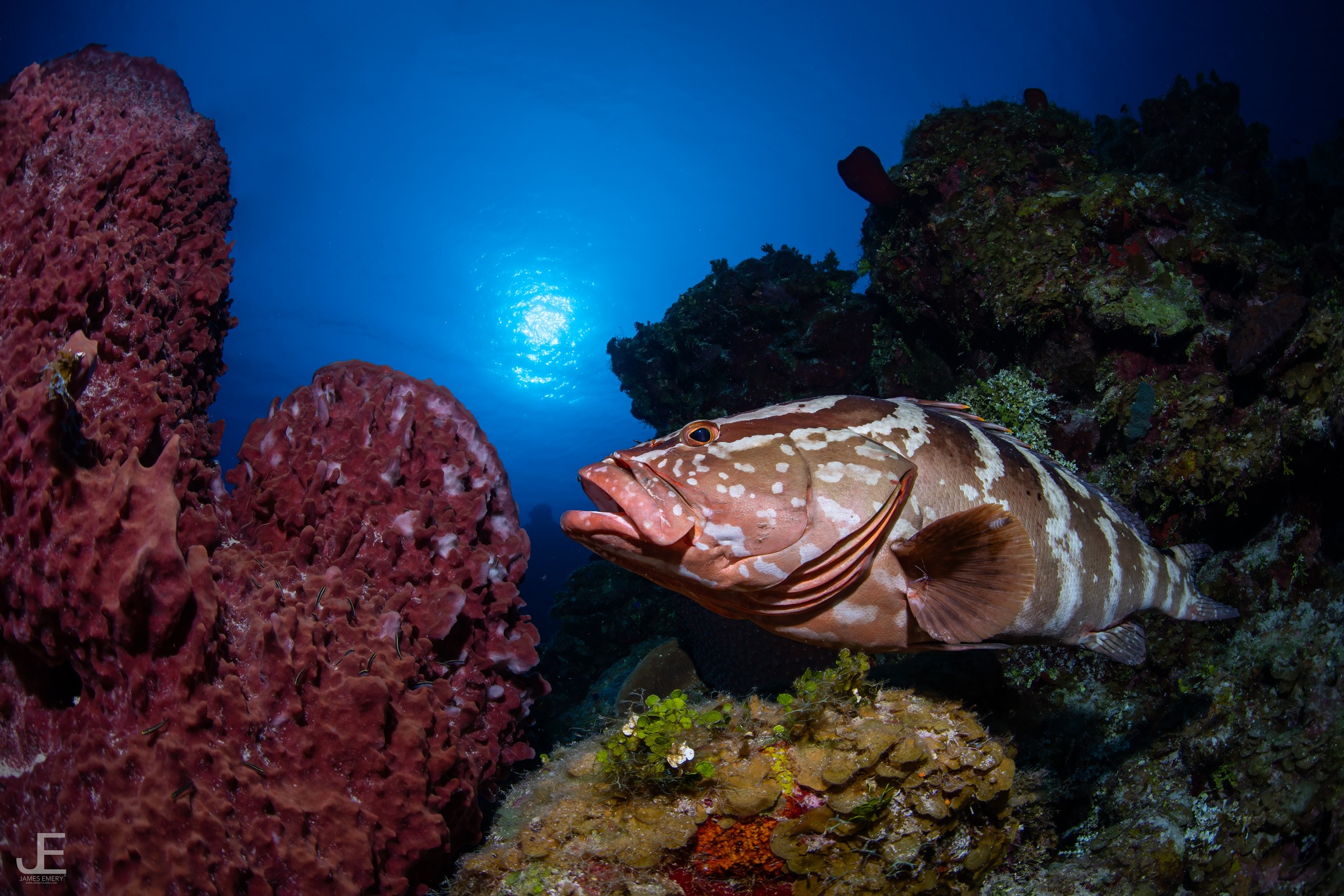Meet the Chambered Nautilus🌀 This is definitely one of my favourite ...