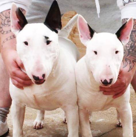 English Bull Terrier Akc Durango Mexico Cara De Mula Home Facebook