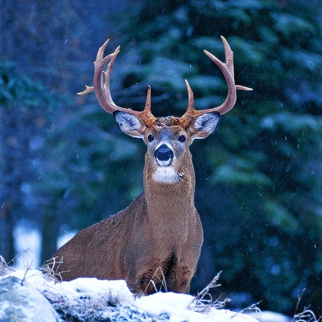 Whitts DEER Processing Montezuma GA