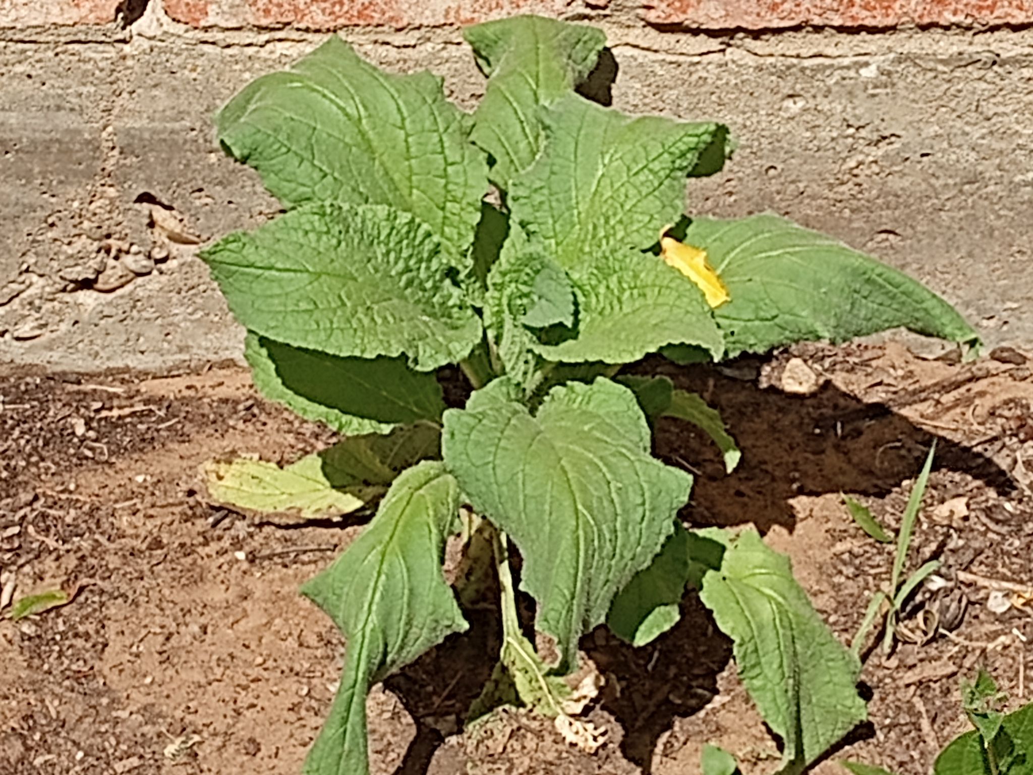 Borage in Oregon
