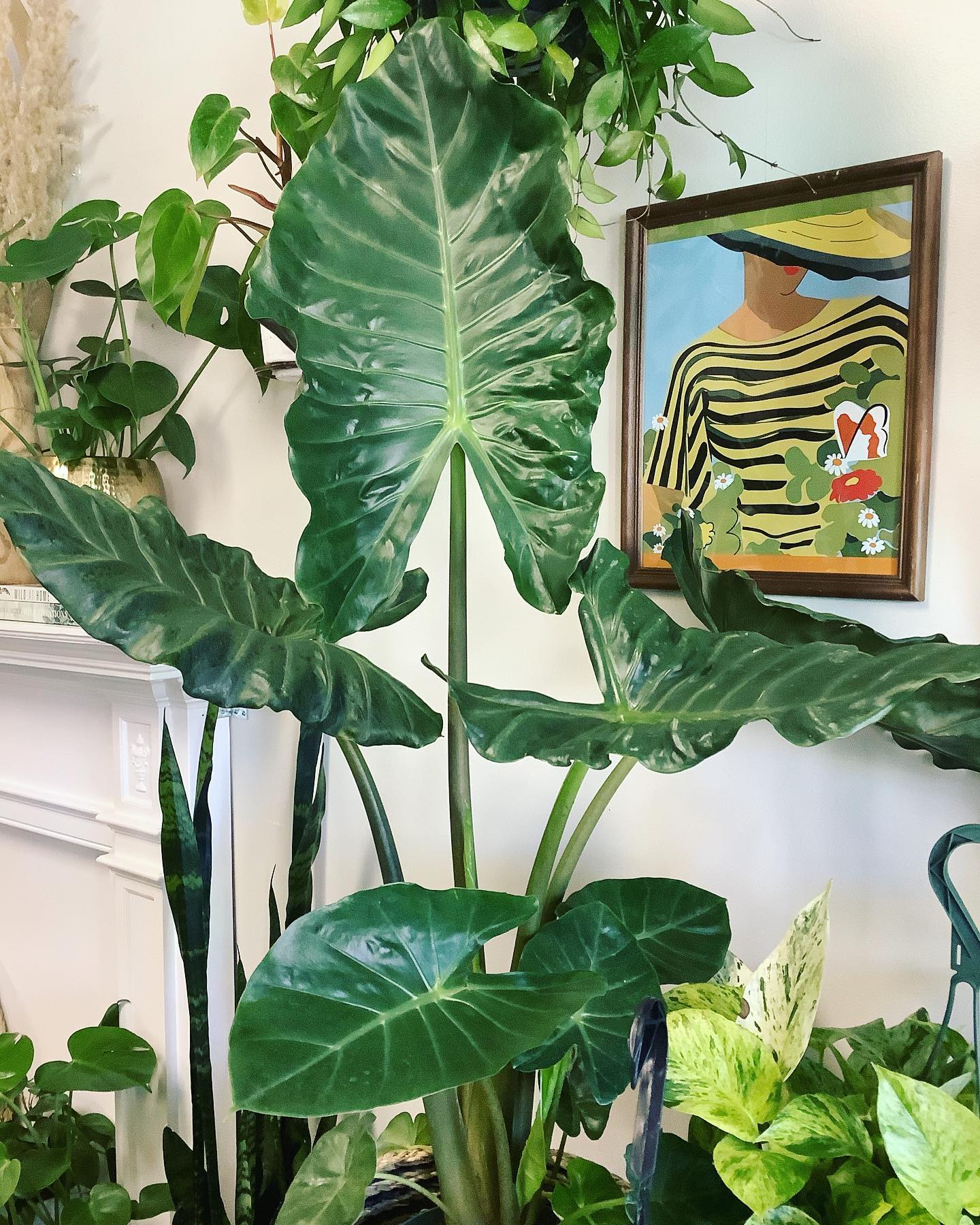 One of our favorite leaf shapes ever! 📸 Alocasia portei aurea