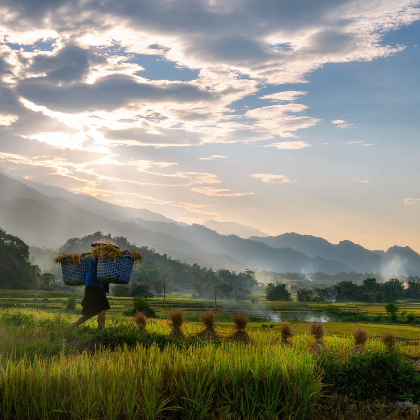 Hippie Pants - In Thailand, rice plays a central role in...