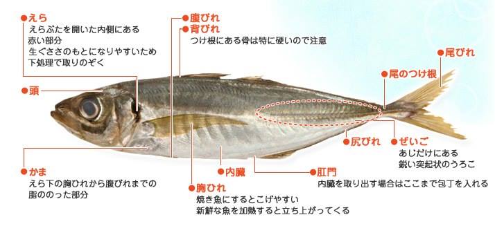 王可樂日語 - 【日本語豆知識「魚」】 在日文中「魚」有兩種讀法；「さかな（sakana）」和「うお（uo）」。 最早「さかな」的漢字是「酒菜 ...