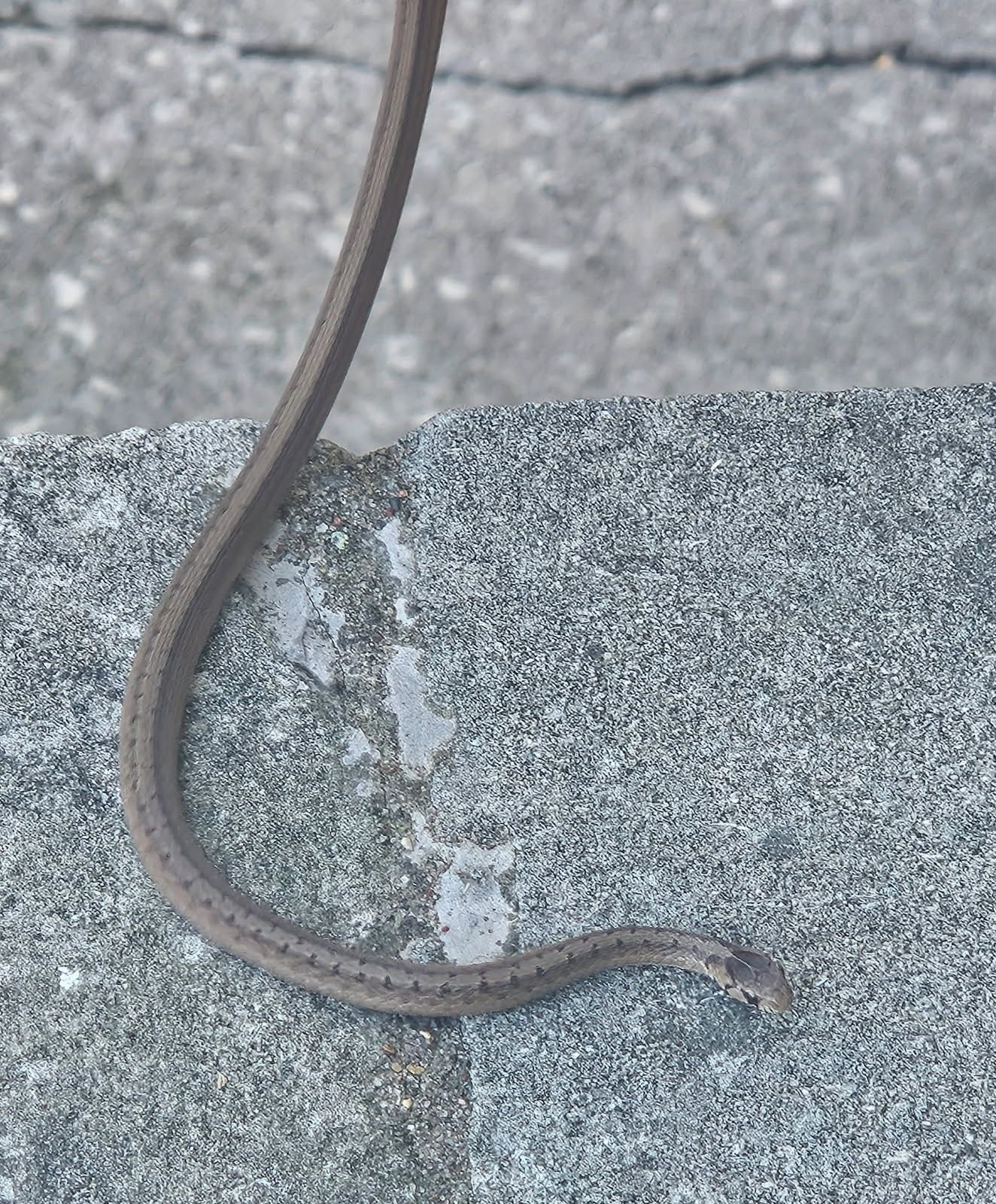 what kind of snake is in nw illinois?