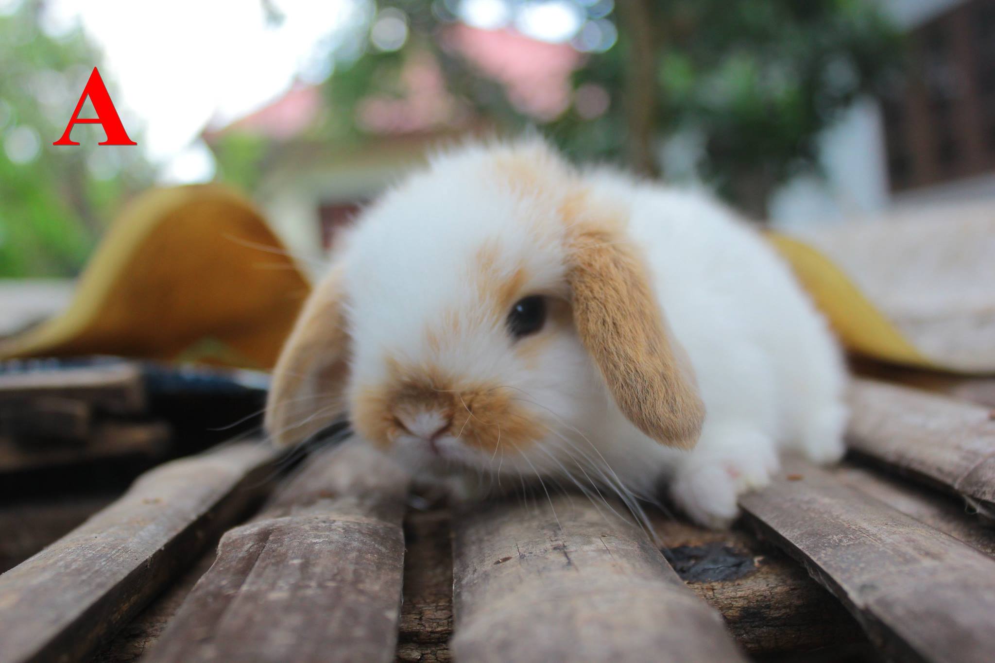 # ขายน้อง HL สีBroken... - JB Rabbit ฟารม์กระต่ายเชียงใหม่ | Facebook
