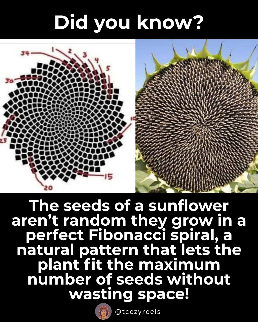Tcezy - Did you know that the sunflower hides an amazing mathematical ...