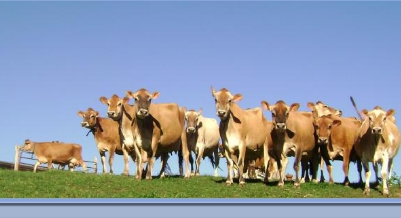 Brunton Dairy - We will have Windy Ridge Dairy milk for... | Facebook