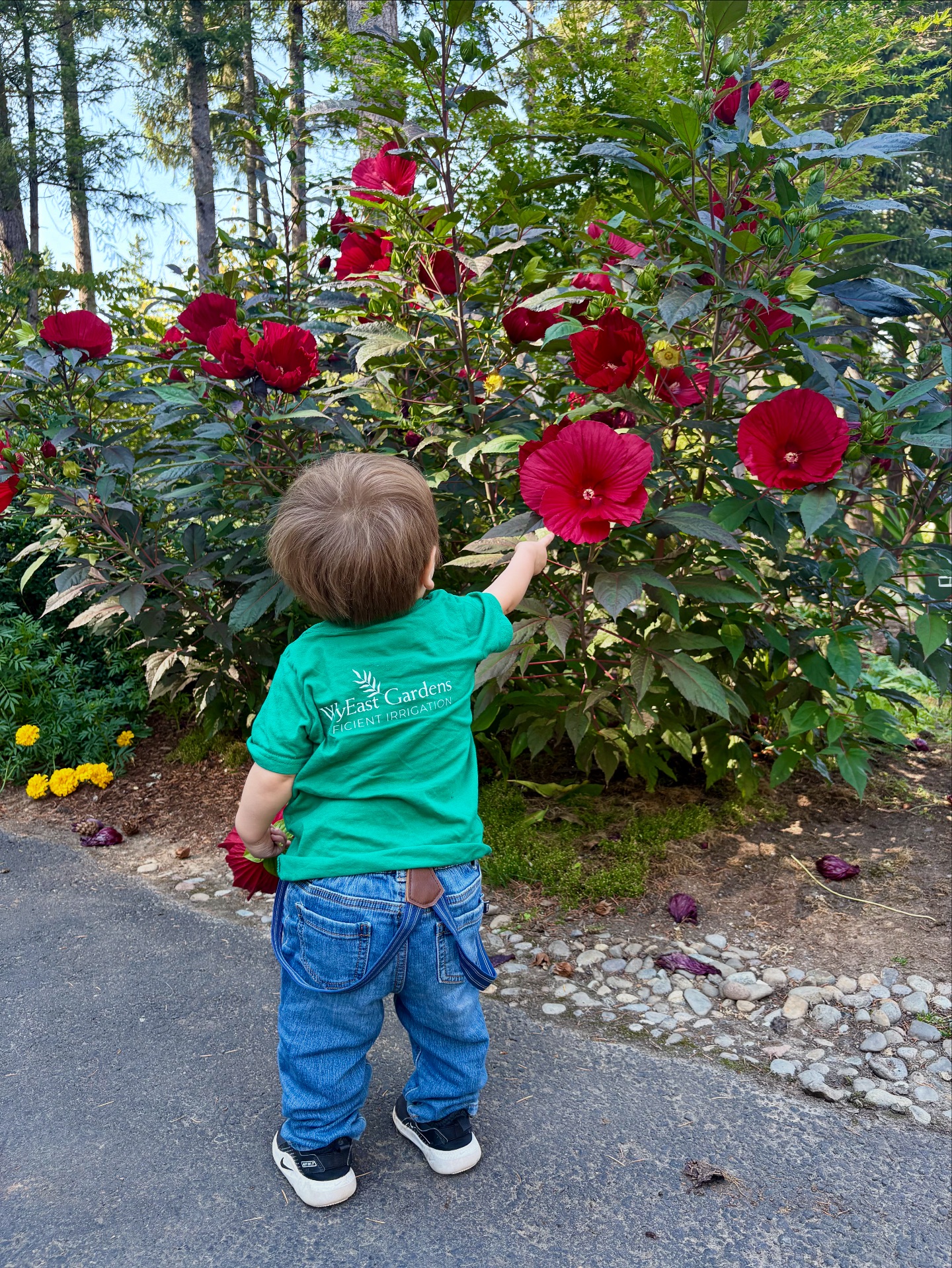 Wyeast - Our hibiscus plants have gone giant! These beautiful blooms ...