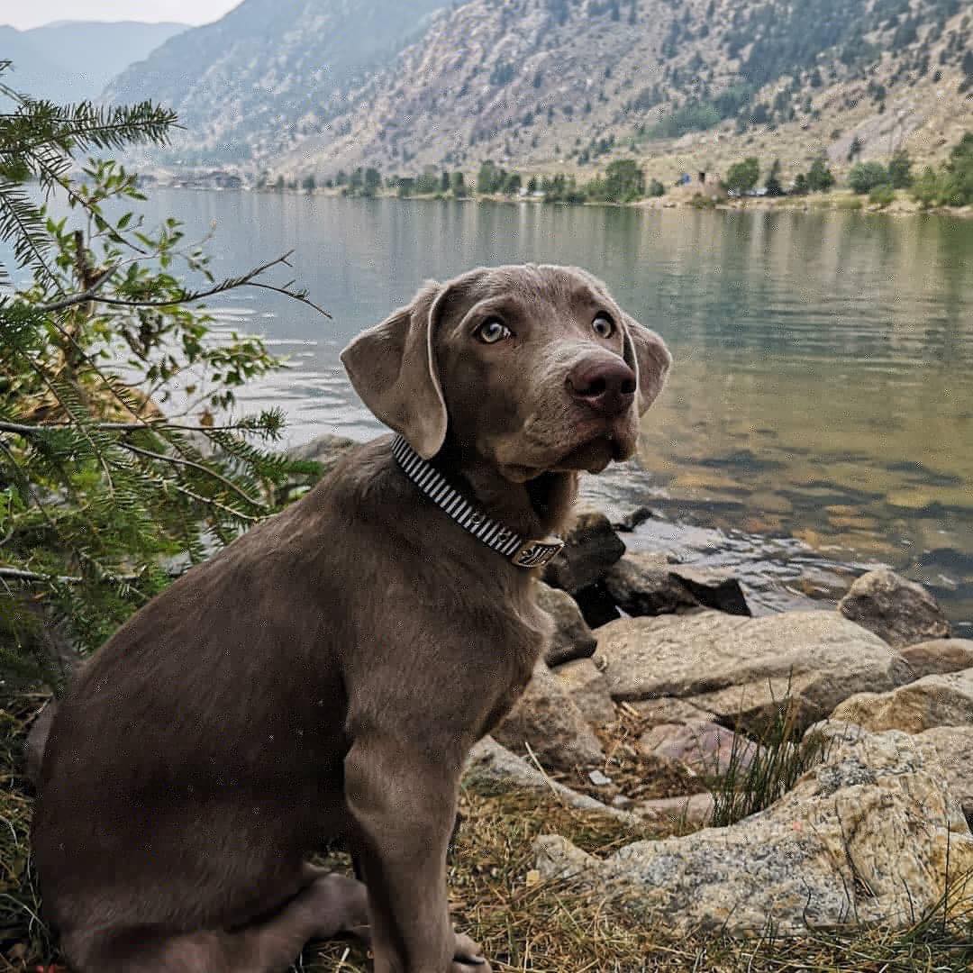 Zeus at the lake with his... - Rustic Revolver Labradors