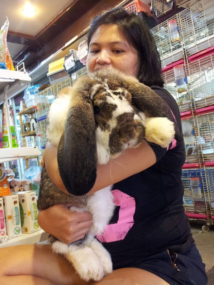 KB Rabbit - French Lop ลูกค้าฝากขายครับ... | Facebook