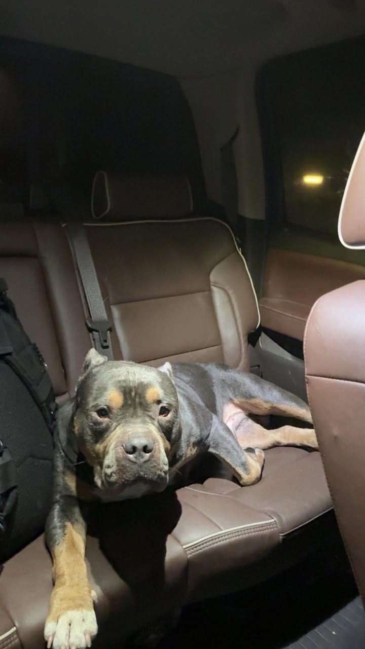 FIND TOBY in PA - Hazleton, PA - 9/5/25 - FOUND DOG Black... | Facebook