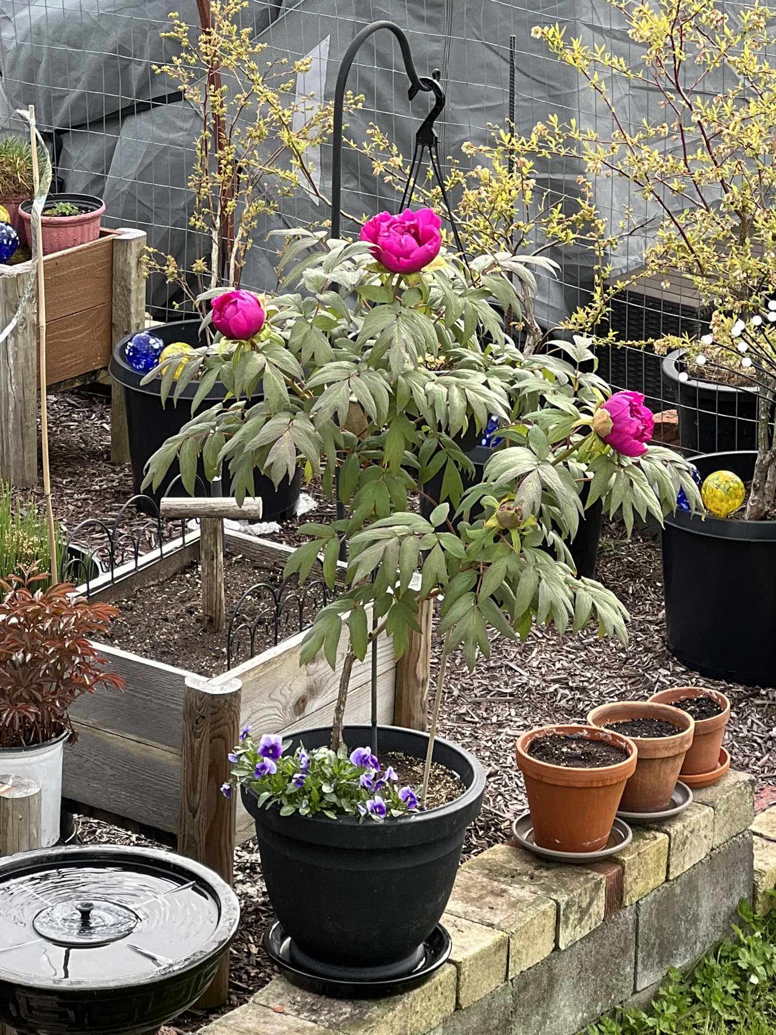 Tree peony 'Fuji Nishiki' in zone 9b