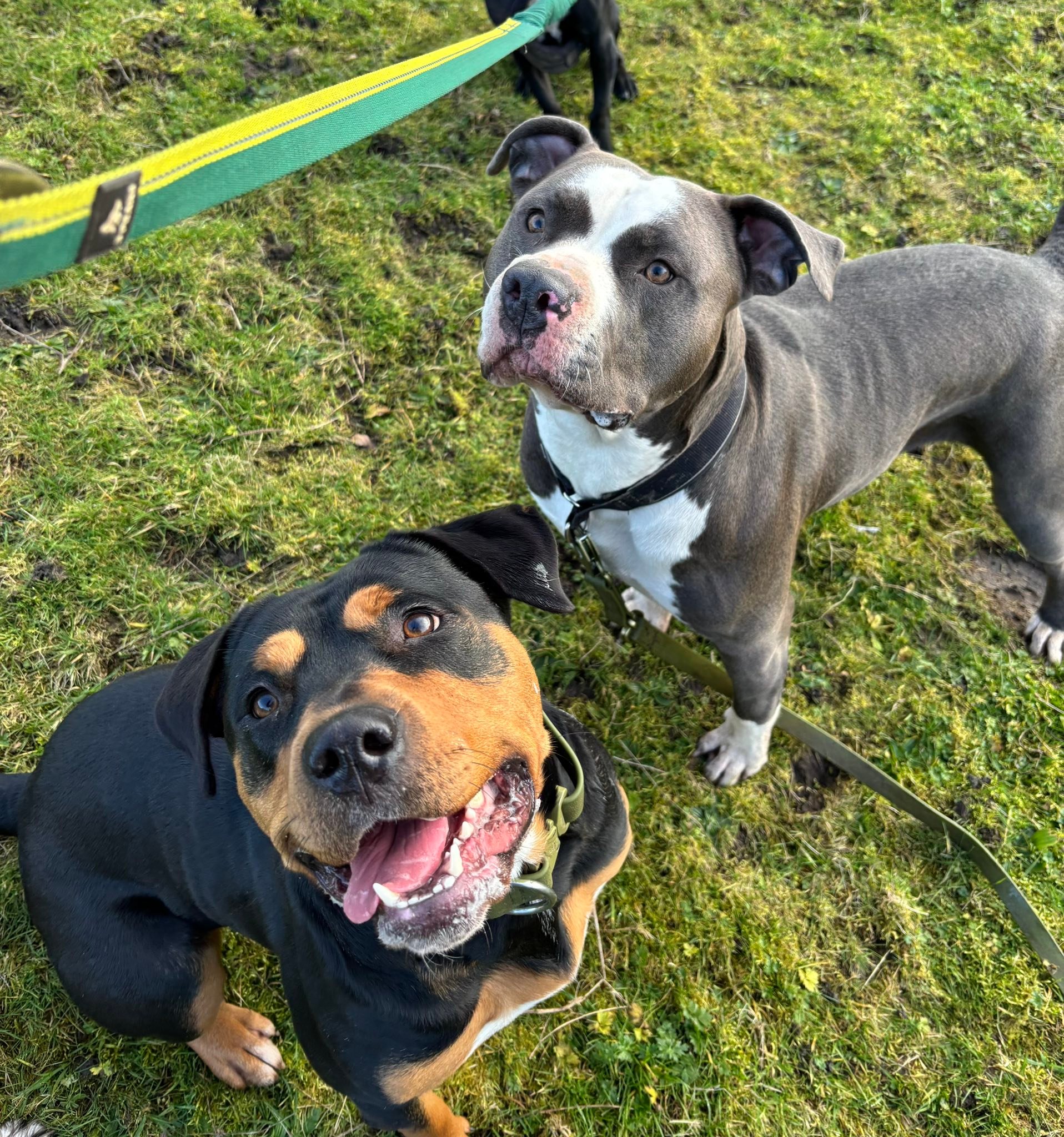 Perry’s Paws Dog Walking